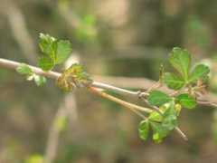 bio.utexas.edu Aromatica