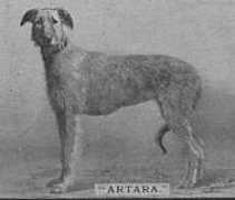 irishwolfhounds.org Artara