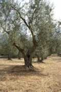 olivetoteodora.it Arteconi