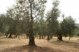 olivetoteodora.it Arteconi