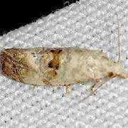 mothphotographersgroup.msstate.edu Arthuri