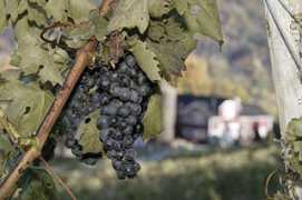 feedsee.com Artisanal