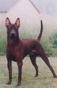 thai-ridgeback.com Artit