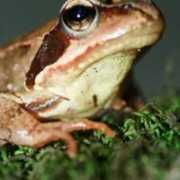 fotonatura.org Artita