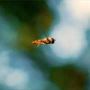 fotonatura.org Artita