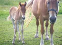 kokkomaentalli.net Arveli