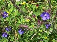 sherwoodonline.de Arvenis