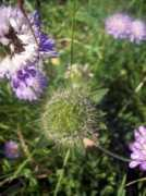 gallery.nen.gov.uk Arvenis