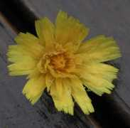 bio.brandeis.edu Arvenis