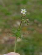 alabamaplants.com Arvensis