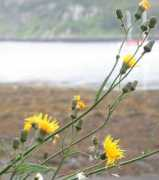 plant-identification.co.uk Arvensis