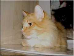 home.planet.nl Arvisha