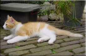 home.planet.nl Arvisha