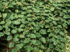 litscapeart.com Ashburner