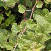 trevenacross.co.uk Ashburner