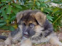 vomhaushutfeld.com Ashten