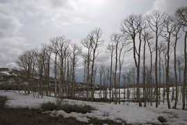 Aspens