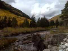 Aspens