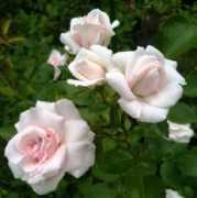Asperin