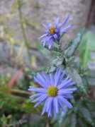 sabines-kaleidoskop.de Astern