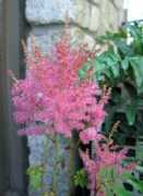 Astilbe