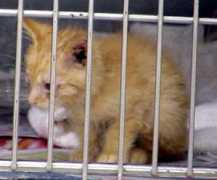 straydog.org Atdr