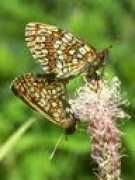 Athalia