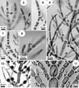 ucjeps.berkeley.edu Athanasiadis