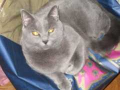 Athenais