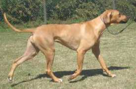 ridgebackklub.dk Athene
