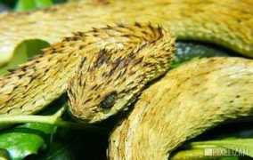 pixelizam.com Atheris