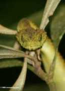 travel.mongabay.com Atheris