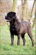canecorsoklub.cz Atison