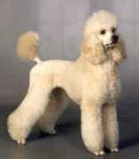 apricotdressed.no Atlene