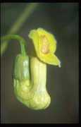 Atoman