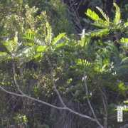 herbaria.plants.ox.ac.uk Aublet