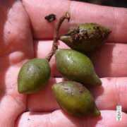 herbaria.plants.ox.ac.uk Aublet