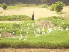 team-bhp.com Azhikkal