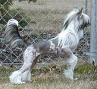 members.shaw.ca Azzana