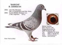 Babiche