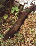 recursos.cnice.mec.es Baboso