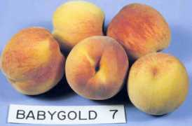 Babygold