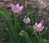 plantbuzz.com Bakeri