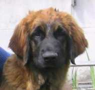 leonbergerzwinger.de Bakuma