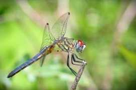 capturemychicago.com Balynas