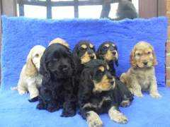 champdogs.co.uk Bamski