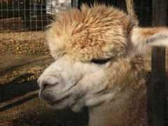 tri-valleyalpacas.com Bandaro