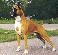 worldwideboxer.com Bandelero