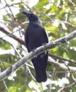 worldbirds.eu Banggai