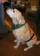 brooklinelabrescue.org Banoni